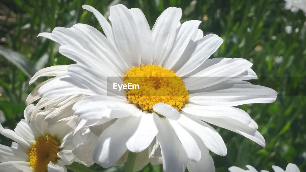 CLOSE-UP OF WHITE DAISY FLOWERS