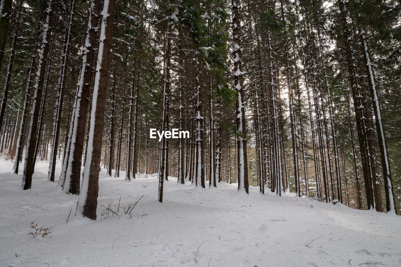 Pine trees in forest during winter