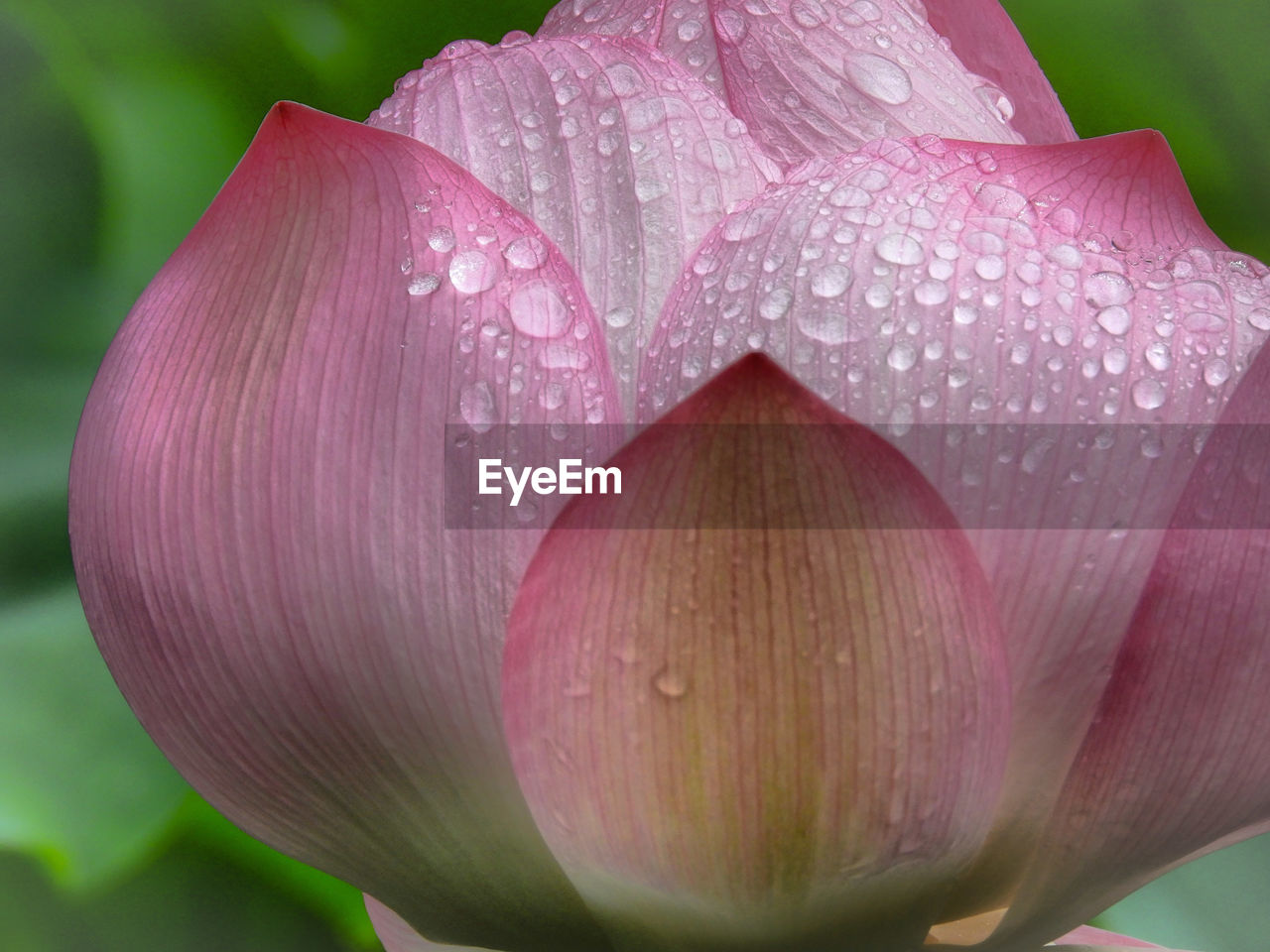 Close-up of raindrops on pink water lily