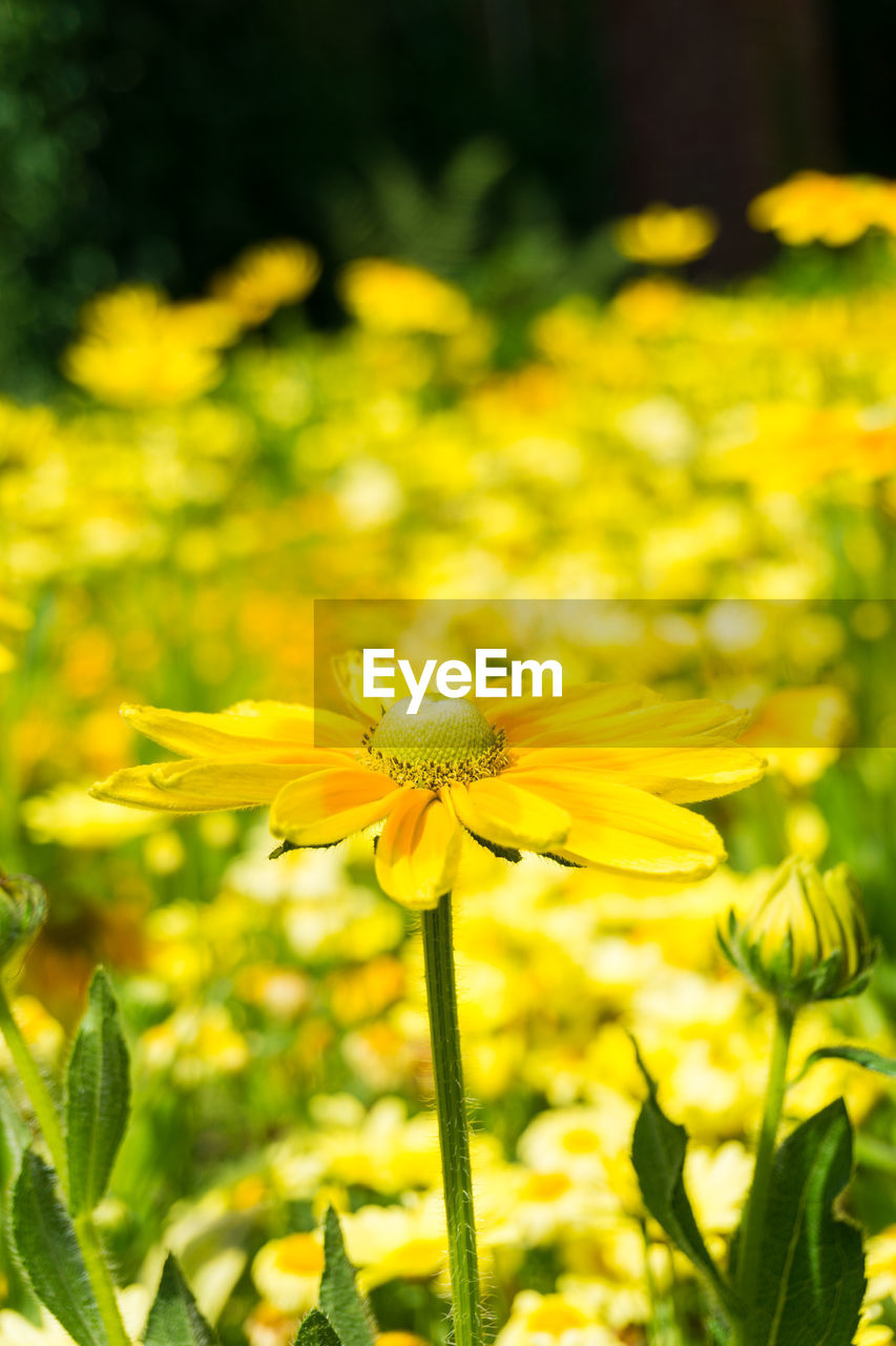 Close-up of yellow flower blooming in field