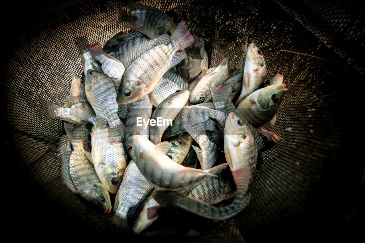 HIGH ANGLE VIEW OF FISH FOR SALE AT MARKET