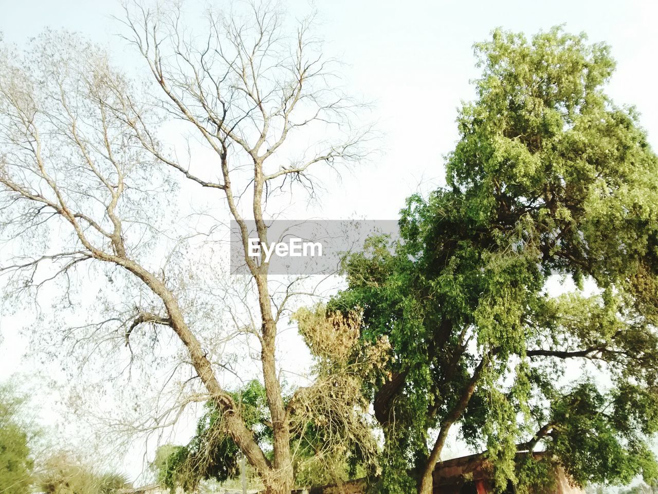 LOW ANGLE VIEW OF TREE AGAINST SKY