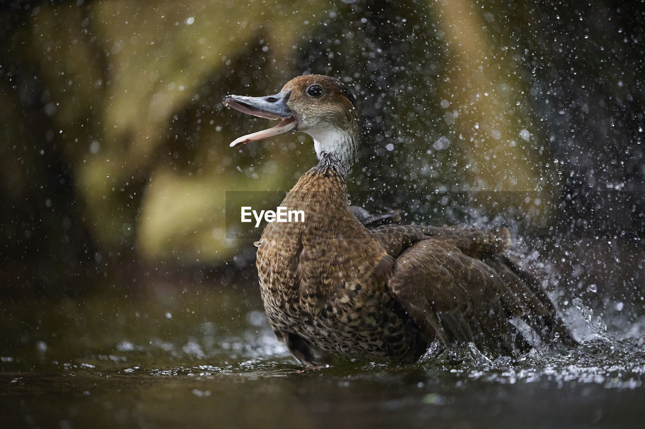 high angle view of duck swimming in lake
