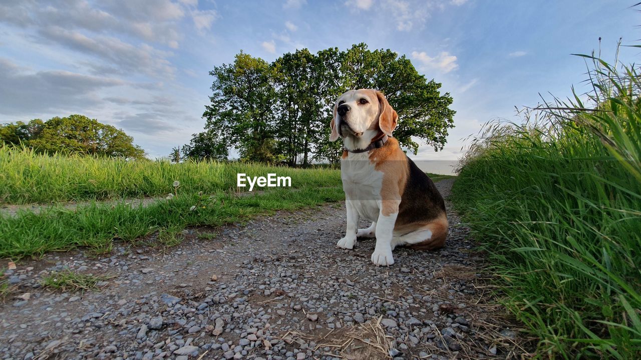 Portrait of a dog standing on field