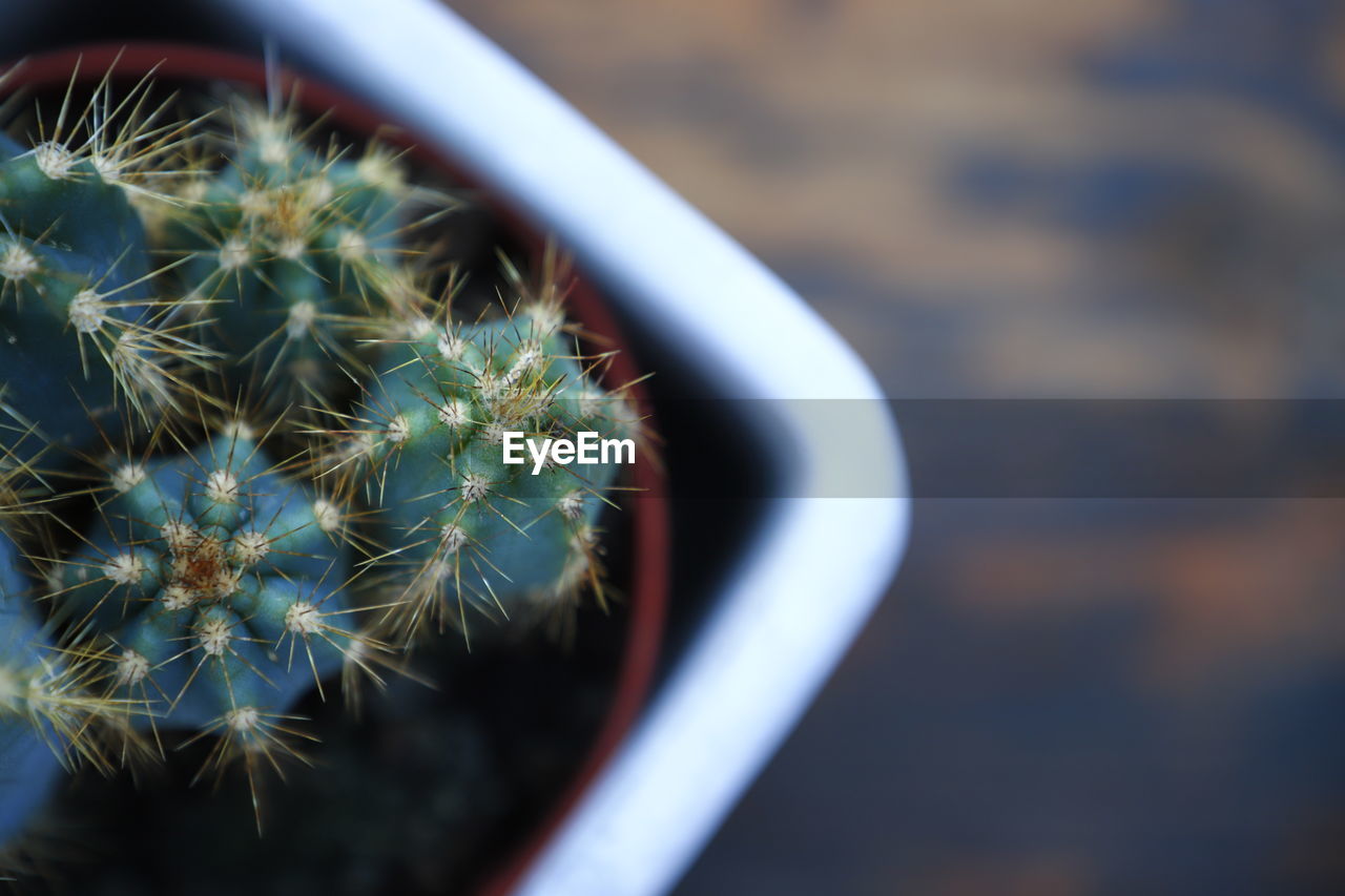 HIGH ANGLE VIEW OF SUCCULENT PLANT IN POT