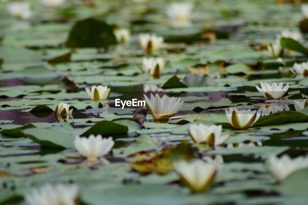 CLOSE-UP OF LOTUS WATER LILY