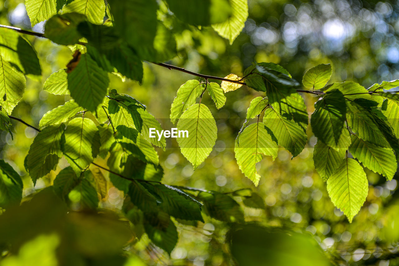 CLOSE-UP OF FRESH GREEN LEAVES ON TREE