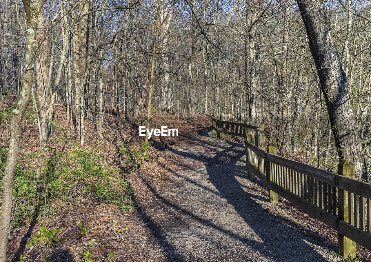 VIEW OF BARE TREES IN FOREST