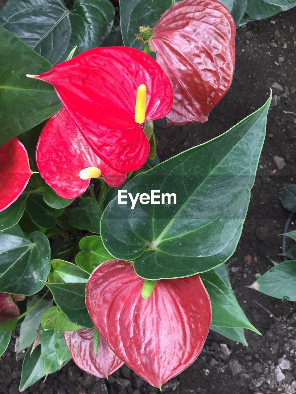 CLOSE-UP OF RED FLOWERS