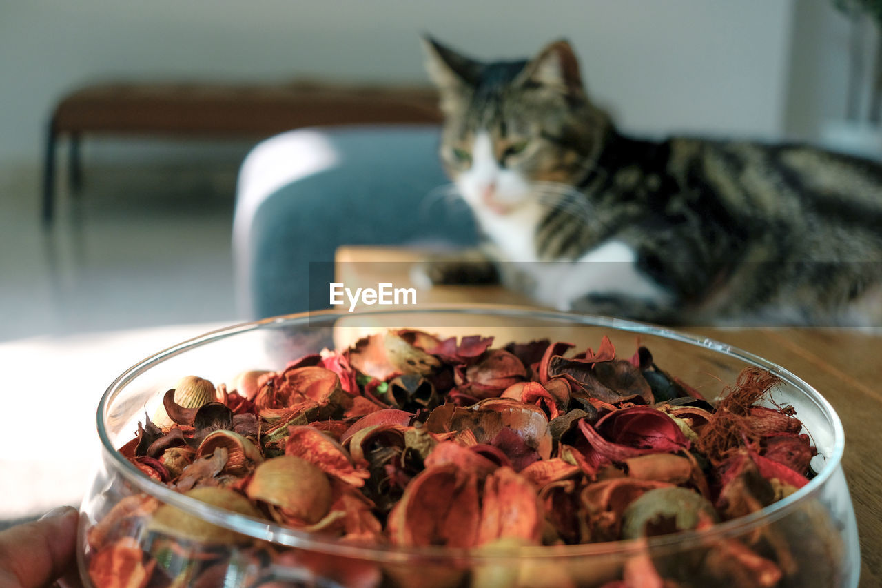 Cat with dried flowers in a bowl on table