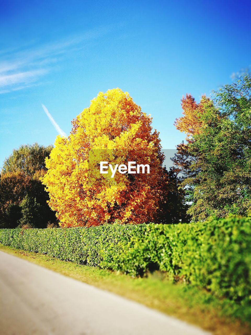 VIEW OF AUTUMN TREES IN LAWN