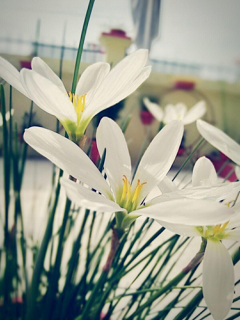 White flowers growing in yard