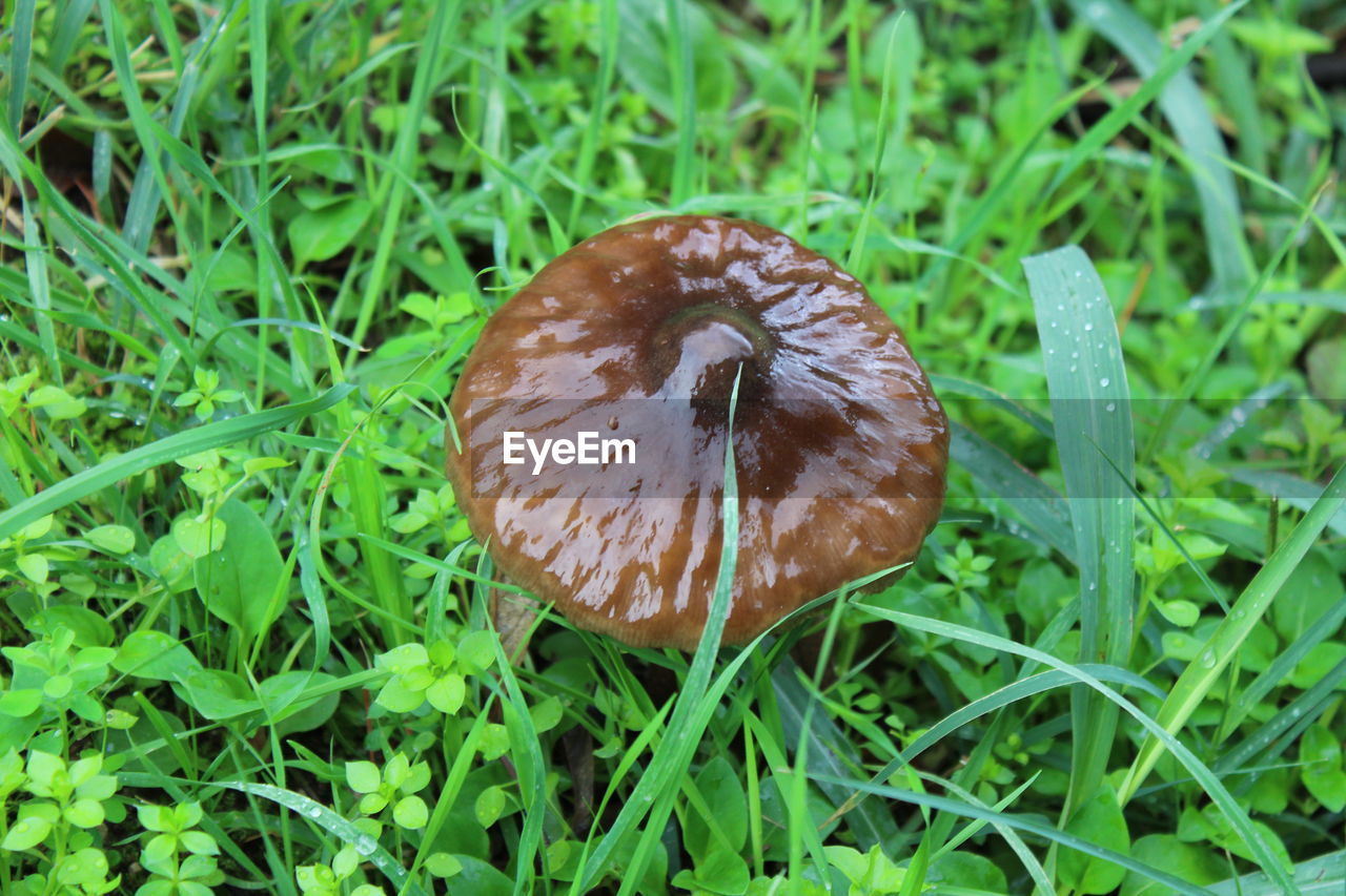 CLOSE-UP OF MUSHROOM ON FIELD