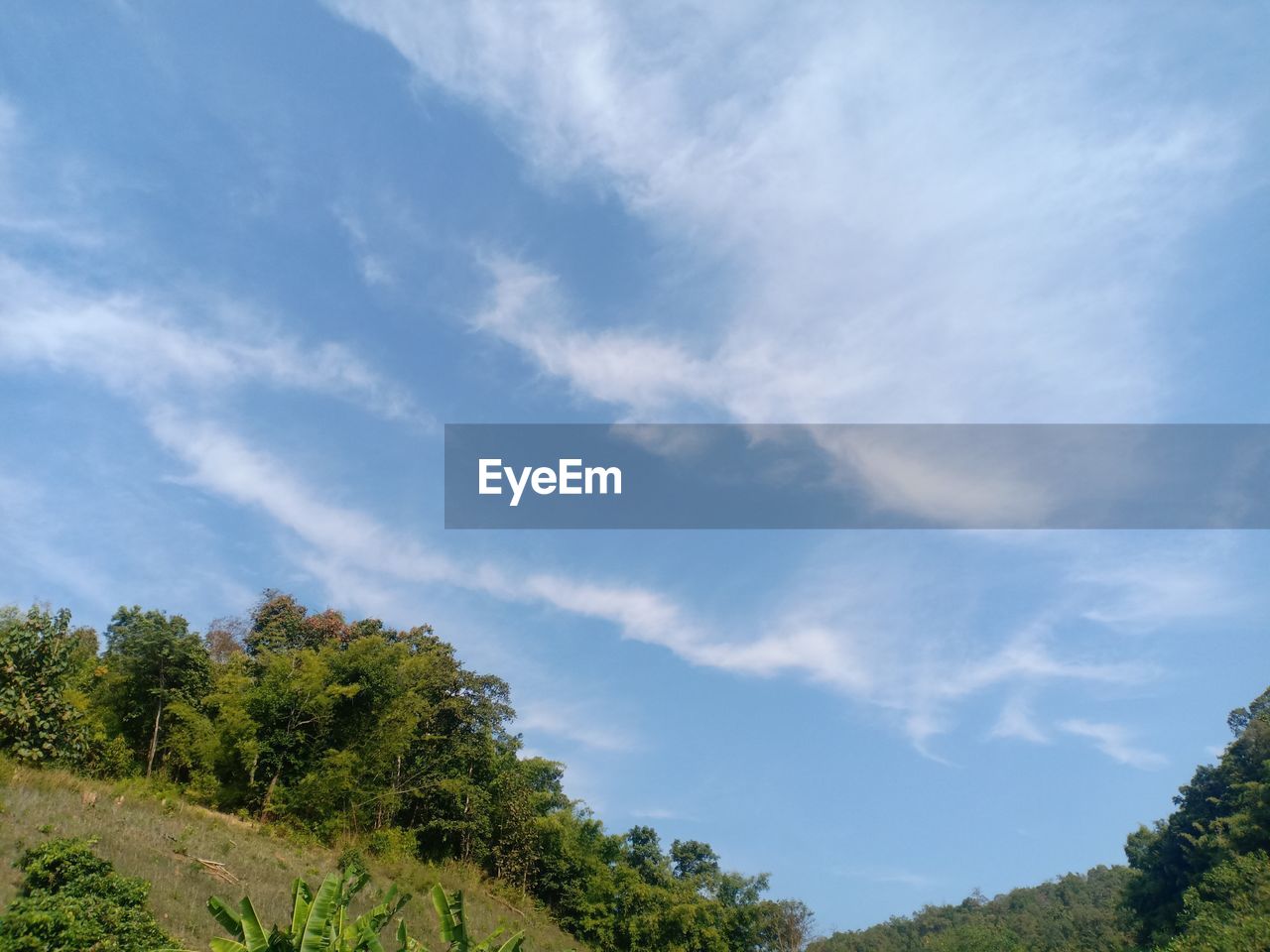 LOW ANGLE VIEW OF PLANTS AGAINST SKY