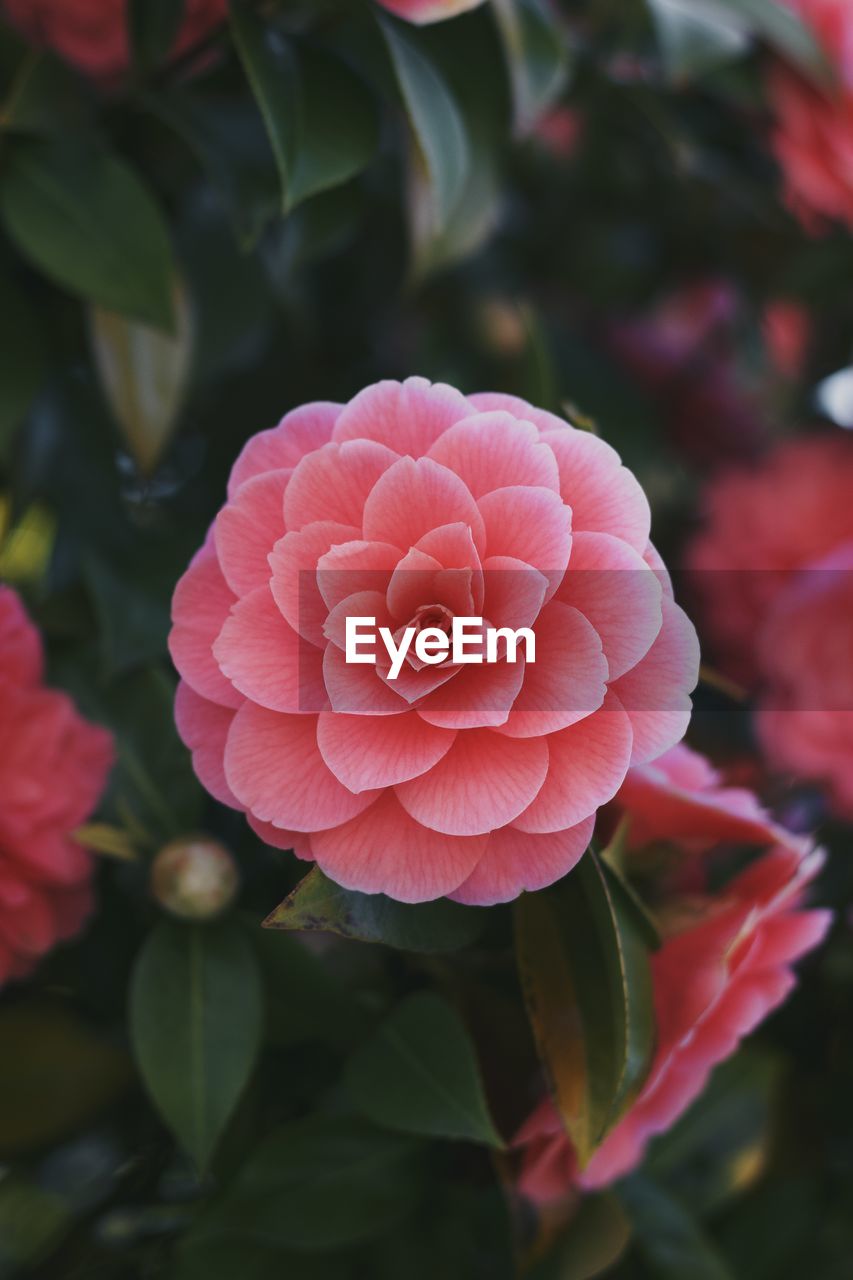 flower, plant, flowering plant, beauty in nature, petal, freshness, japanese camellia, close-up, pink, leaf, plant part, nature, flower head, rose, inflorescence, growth, camellia sasanqua, theaceae, fragility, no people, red, focus on foreground, garden roses, outdoors, day