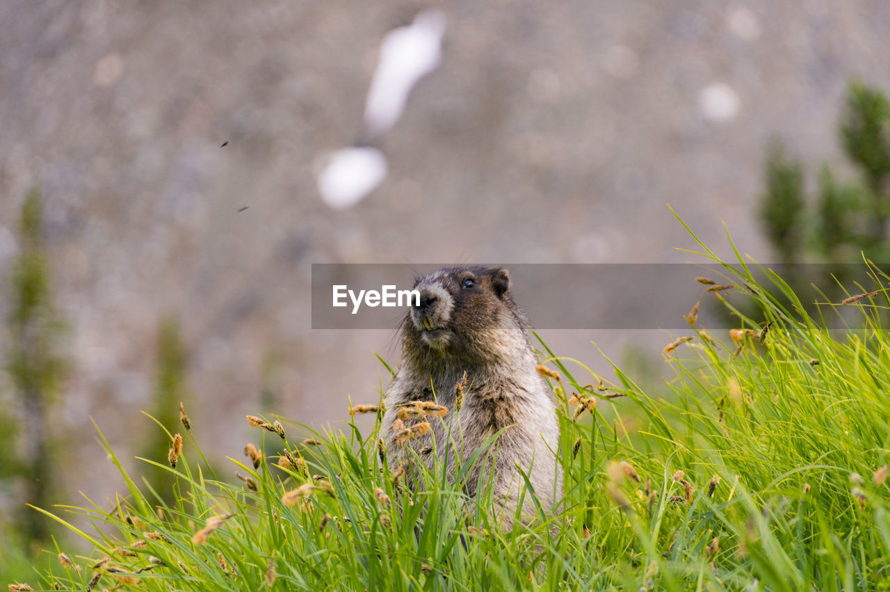 Marmot looking away on grassy field