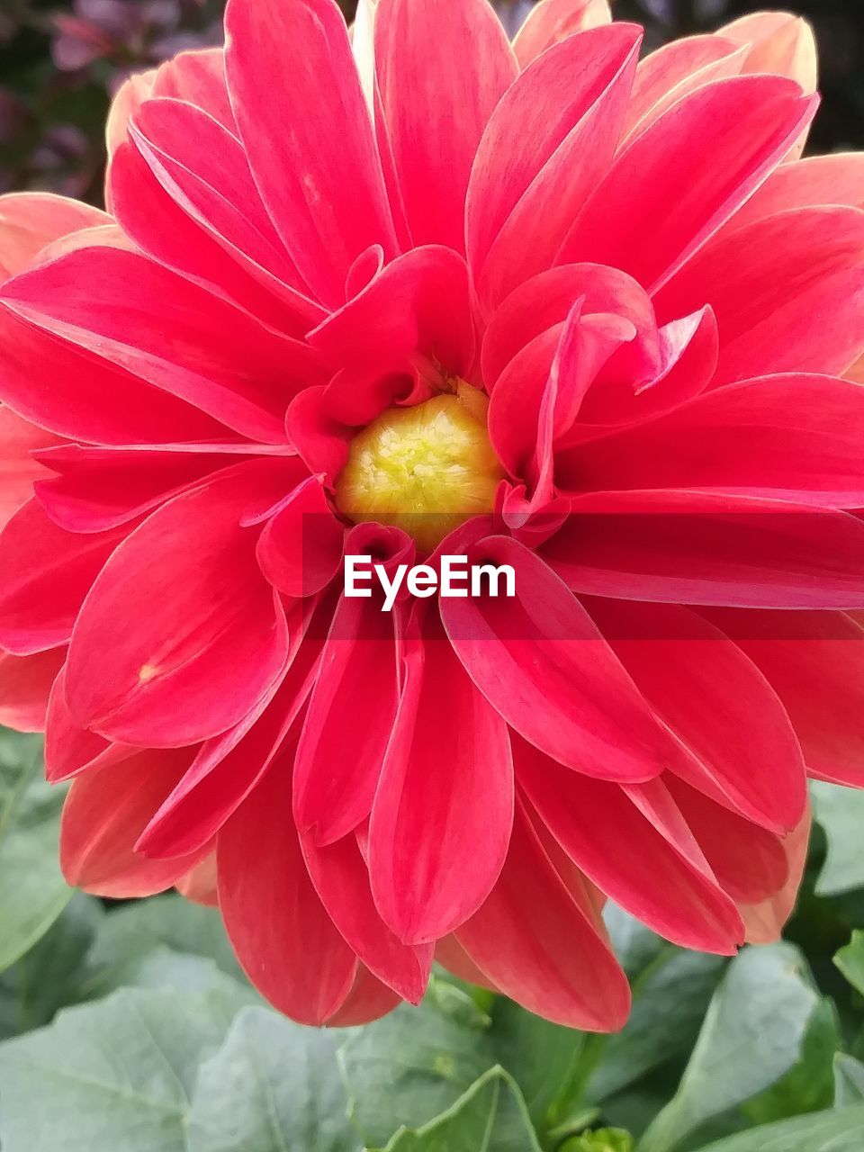 CLOSE-UP OF RED FLOWER BLOOMING