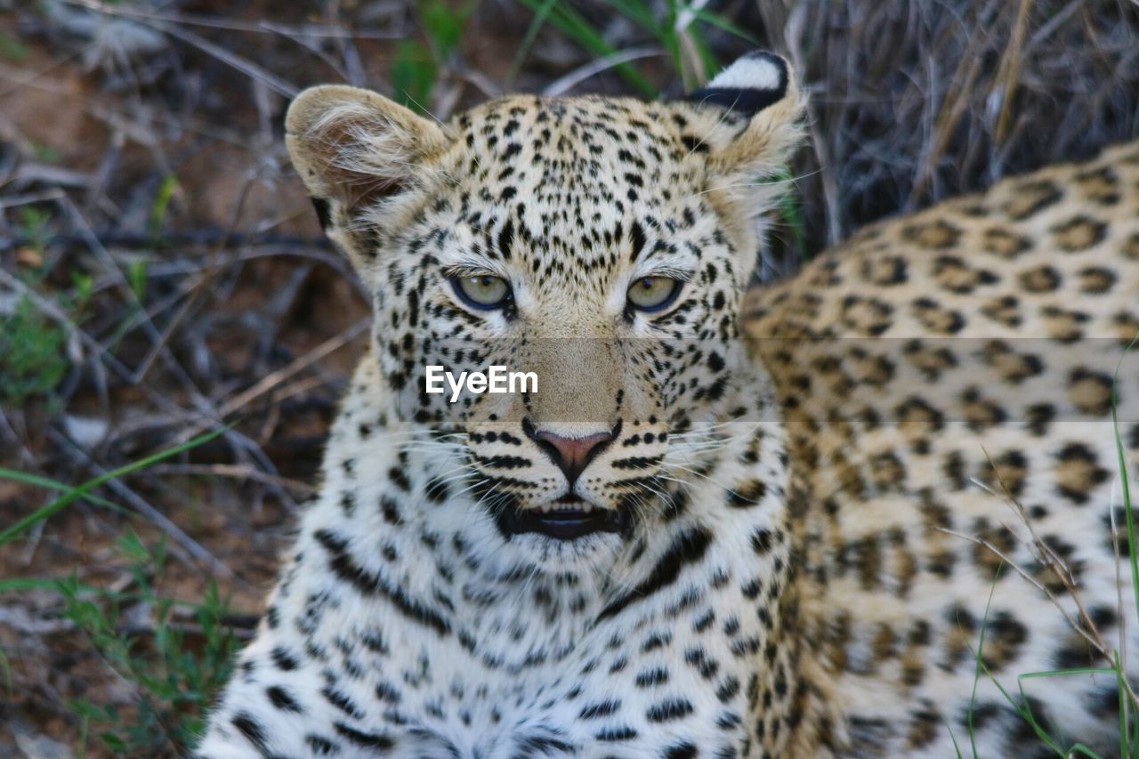 Close-up portrait of a leopard cub