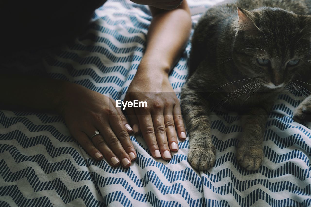 Cropped hands of woman by cat on bed