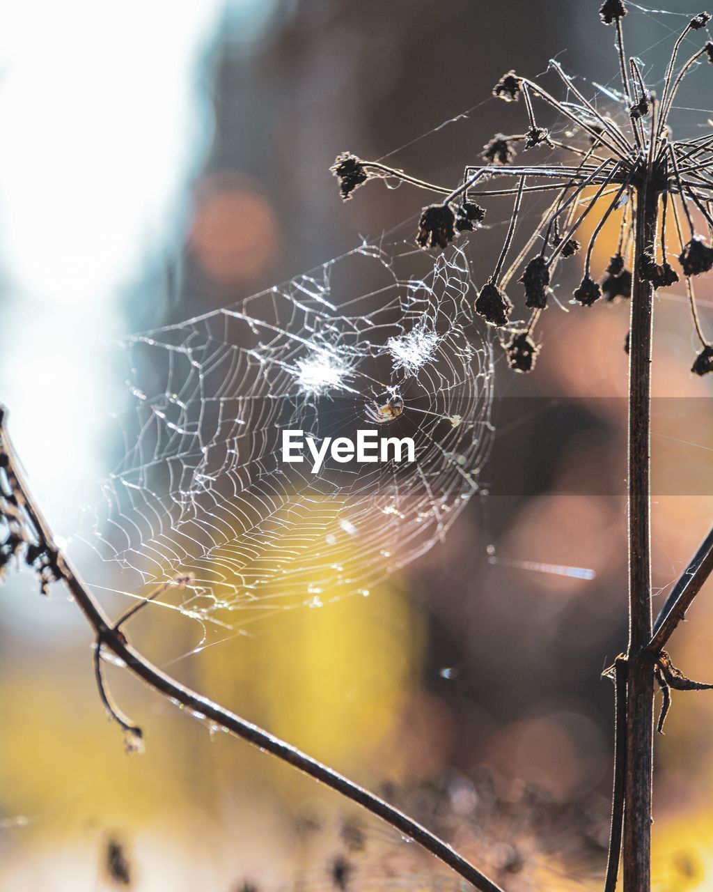 fragility, spider web, focus on foreground, close-up, nature, macro photography, no people, branch, animal themes, animal, drop, spider, outdoors, wet, beauty in nature, sunlight, selective focus, water, day, dew, plant, animal wildlife, trapped, leaf