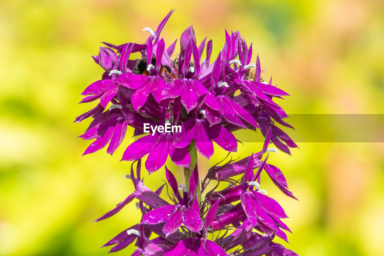 Close up of a purple cardinal flower in bloom