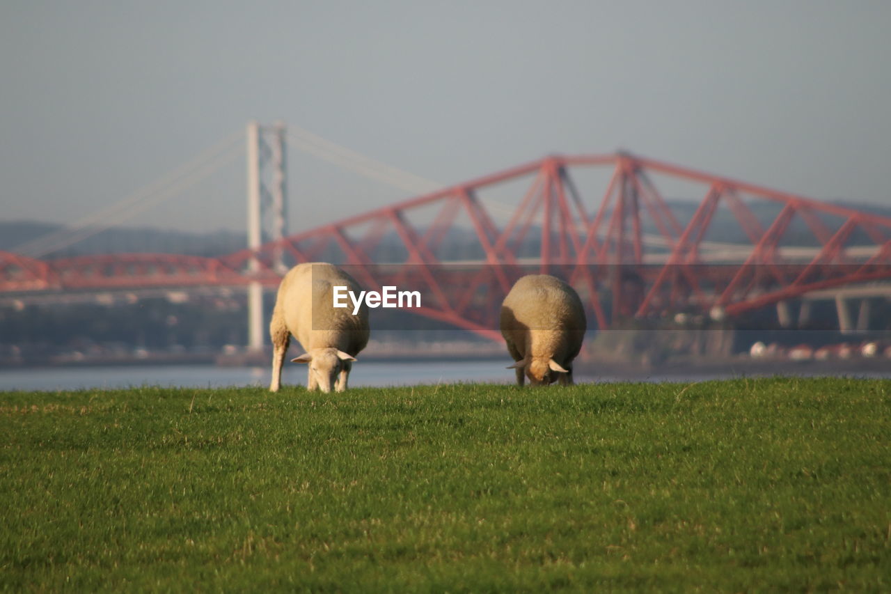 Sheep in foreground with forth bridge behind