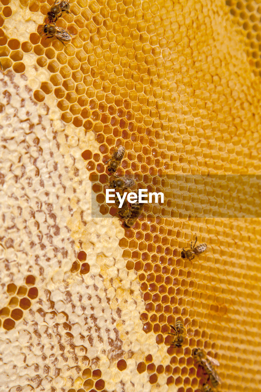 close-up of bumblebee