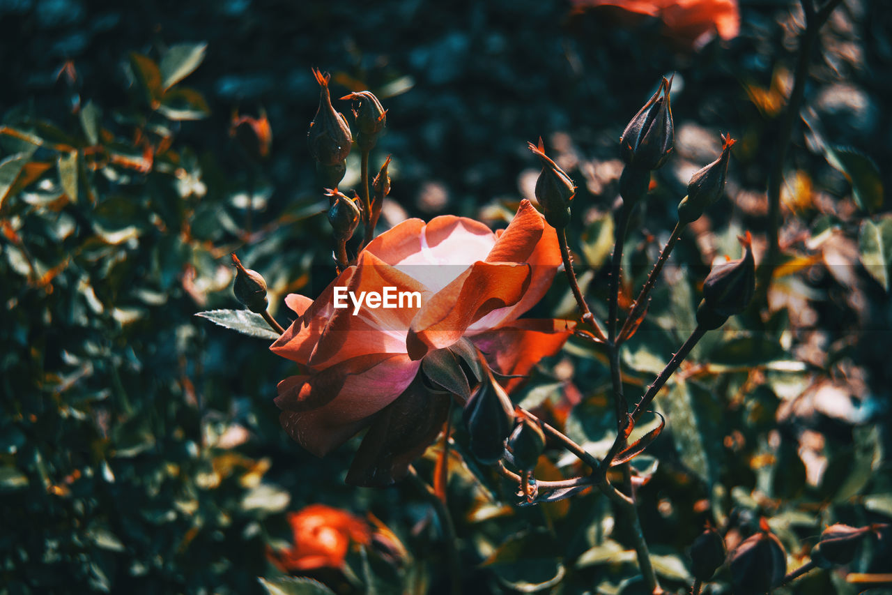 CLOSE-UP OF ORANGE ROSE AGAINST BLURRED BACKGROUND