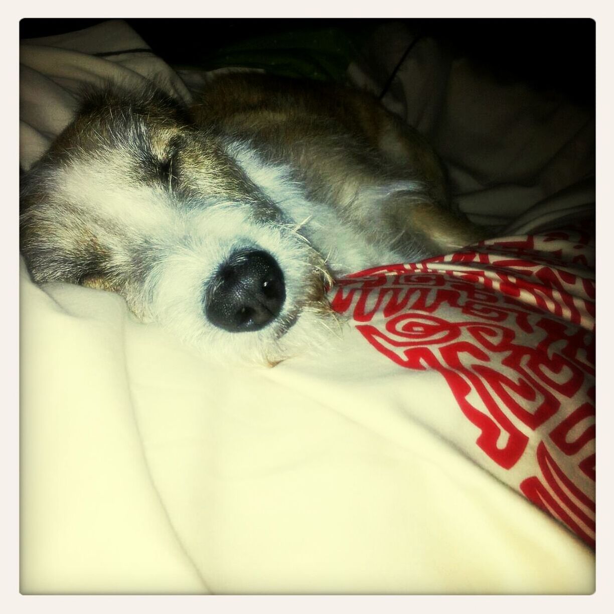 Close-up of a dog sleeping in bed