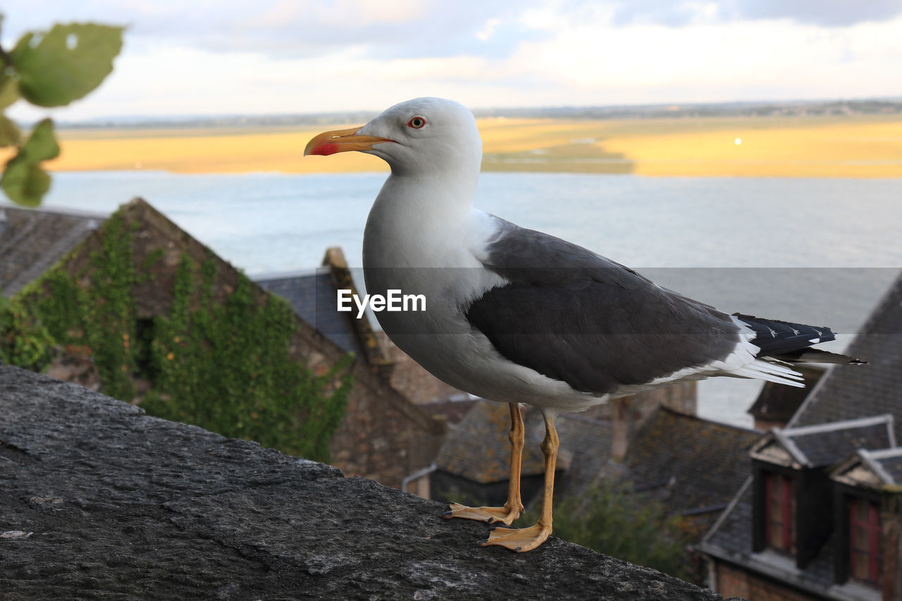 SEAGULL PERCHING ON A WALL