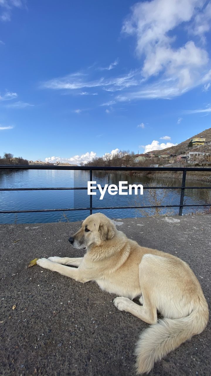 DOG LOOKING AT LAKE