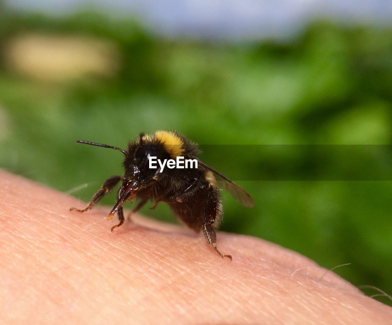 CLOSE-UP OF MOTH ON HAND