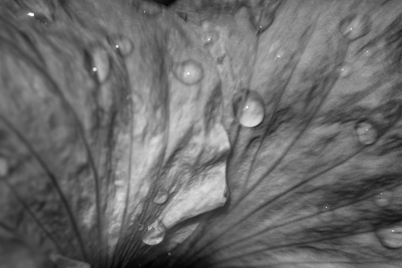 Close-up of wet flowers blooming in park
