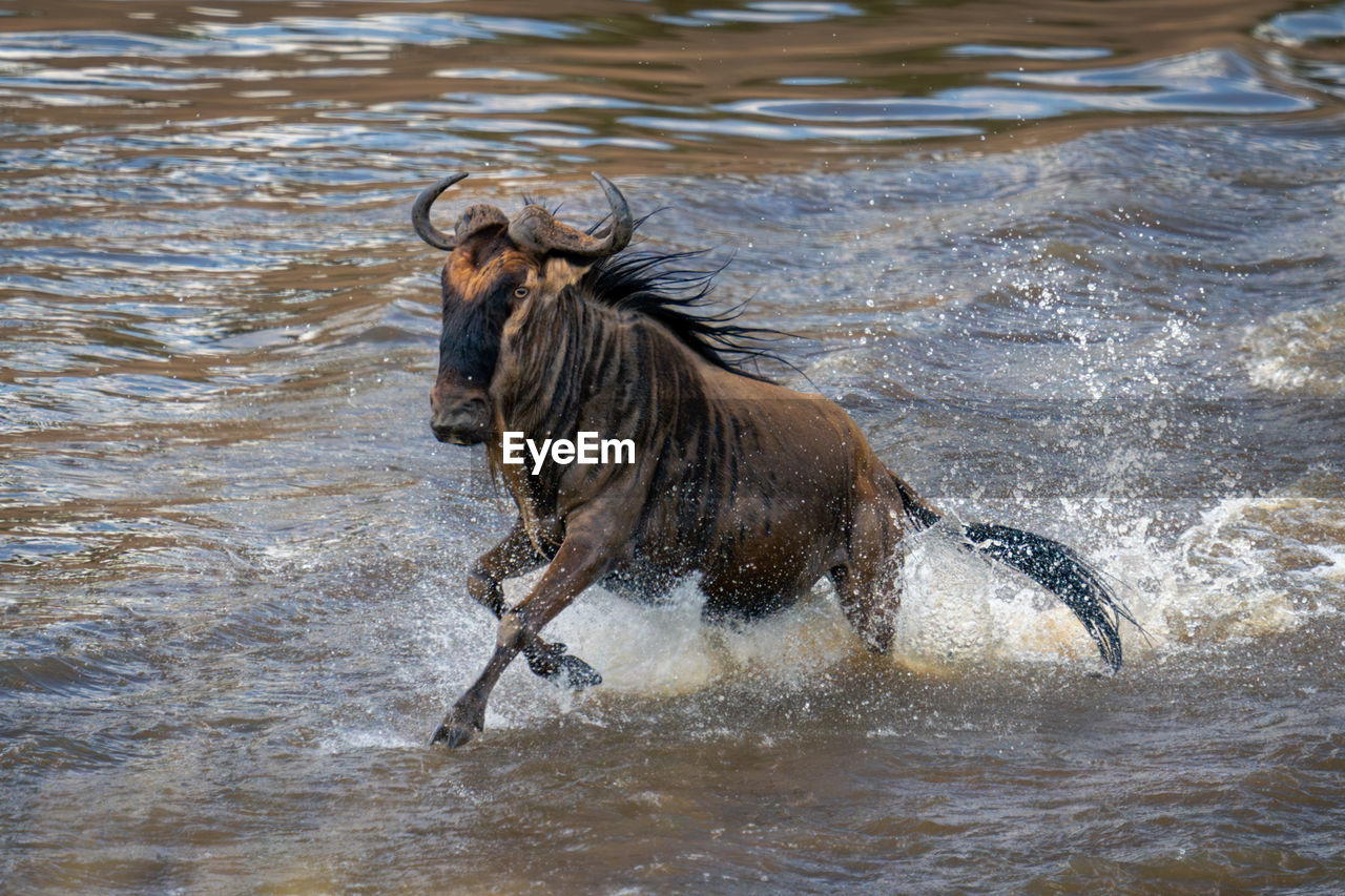 side view of a dog running in water