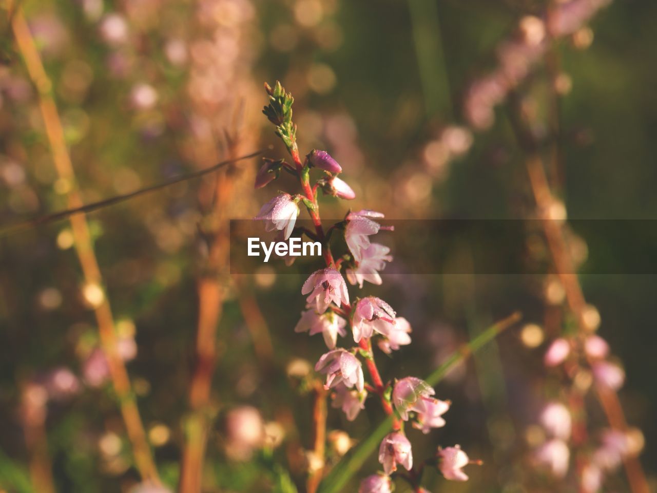 CLOSE-UP OF FRESH PINK FLOWERING PLANT