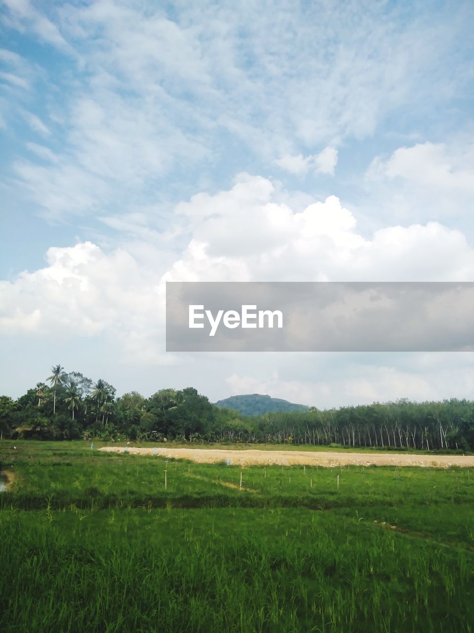 SCENIC VIEW OF AGRICULTURAL LANDSCAPE AGAINST SKY