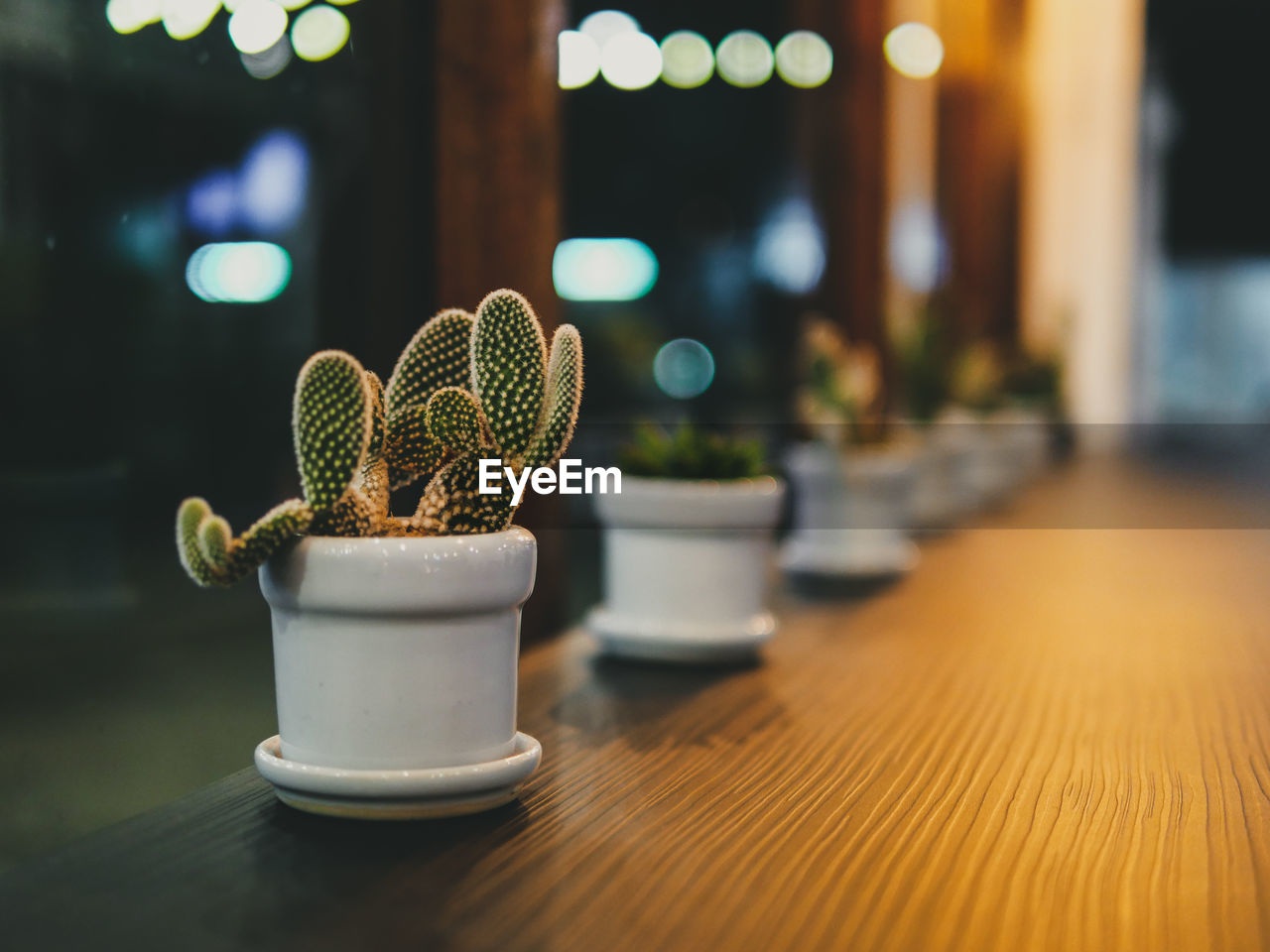 CLOSE-UP OF POTTED CACTUS ON TABLE