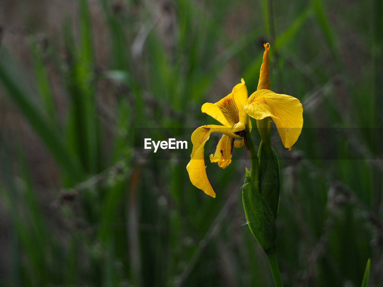 plant, flowering plant, flower, yellow, beauty in nature, freshness, nature, close-up, growth, petal, fragility, flower head, inflorescence, no people, focus on foreground, blossom, springtime, outdoors, macro photography, daffodil, botany, wildflower, land, plant stem, narcissus, green, selective focus, plant part, vibrant color