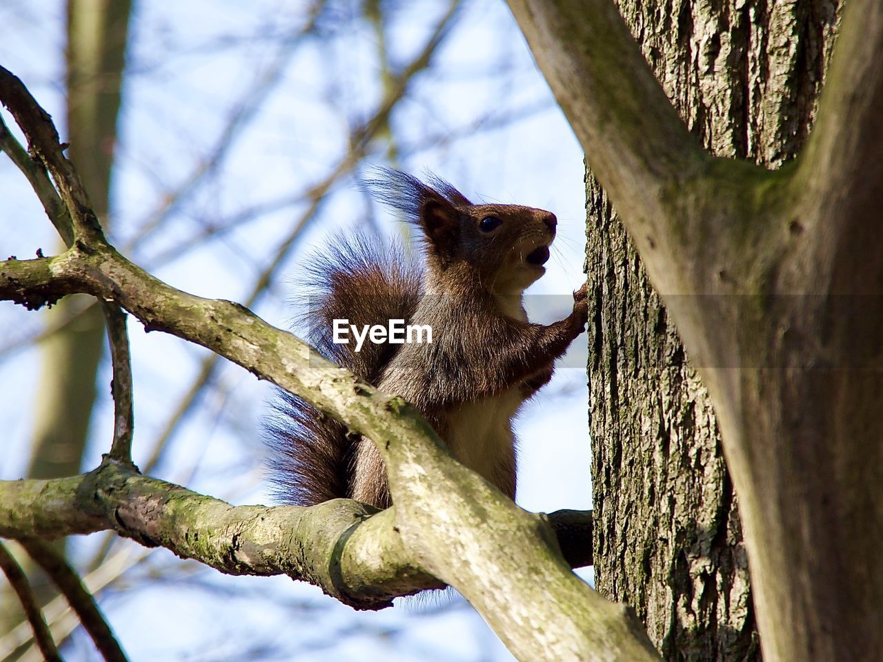 LOW ANGLE VIEW OF SQUIRREL ON TREE BRANCH