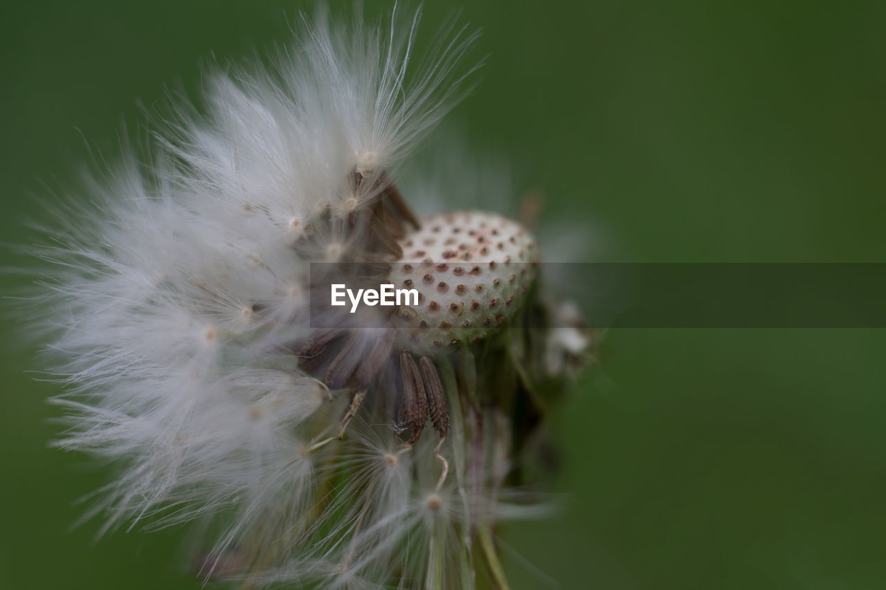 Close-up of dandelion flower