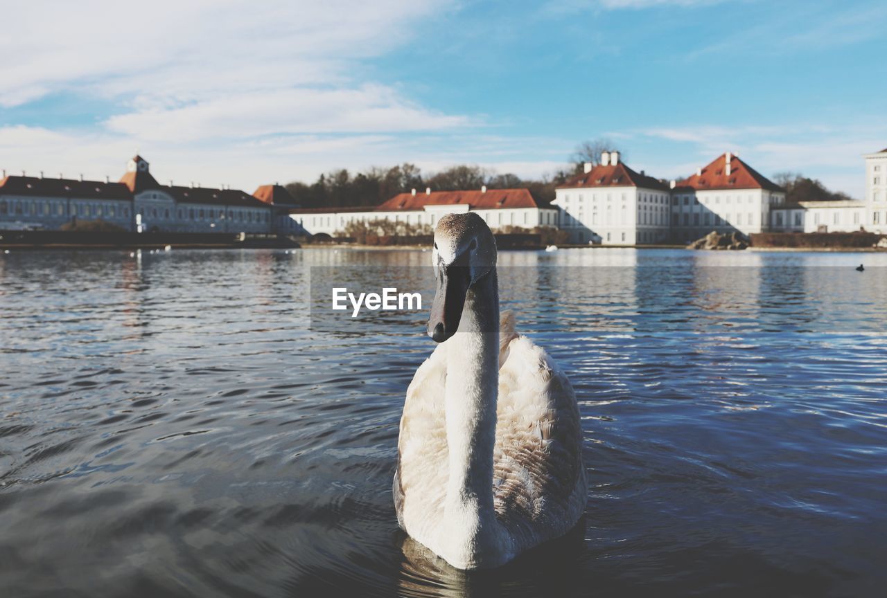 SWAN IN A LAKE