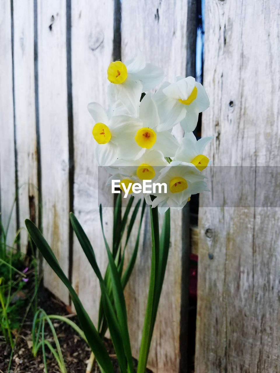 CLOSE-UP OF WHITE YELLOW FLOWER ON FENCE