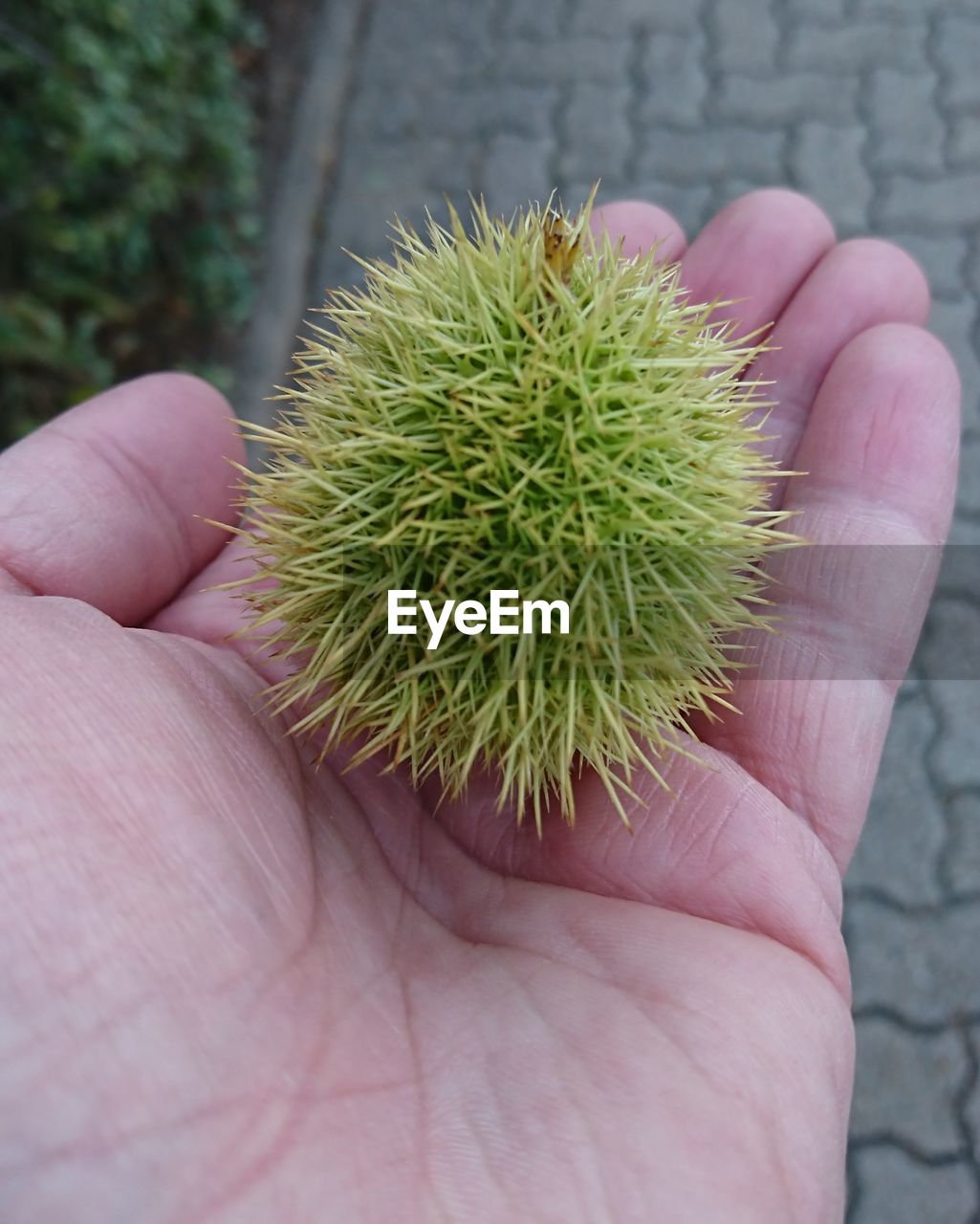 CLOSE-UP OF PERSON HAND HOLDING LEAF