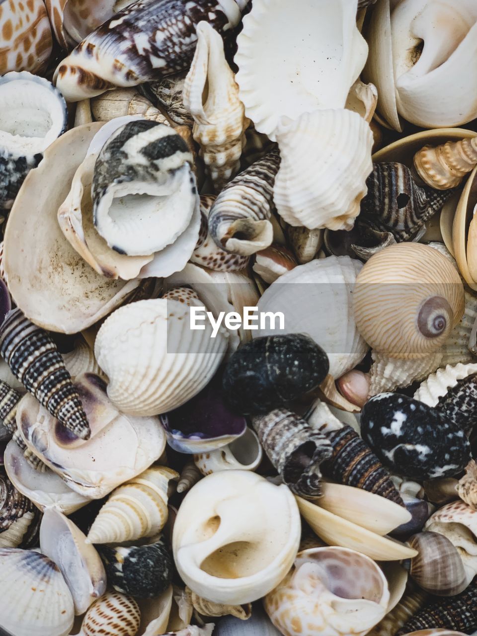 Flea market treasures. seashells background. variety of different shapes seashells