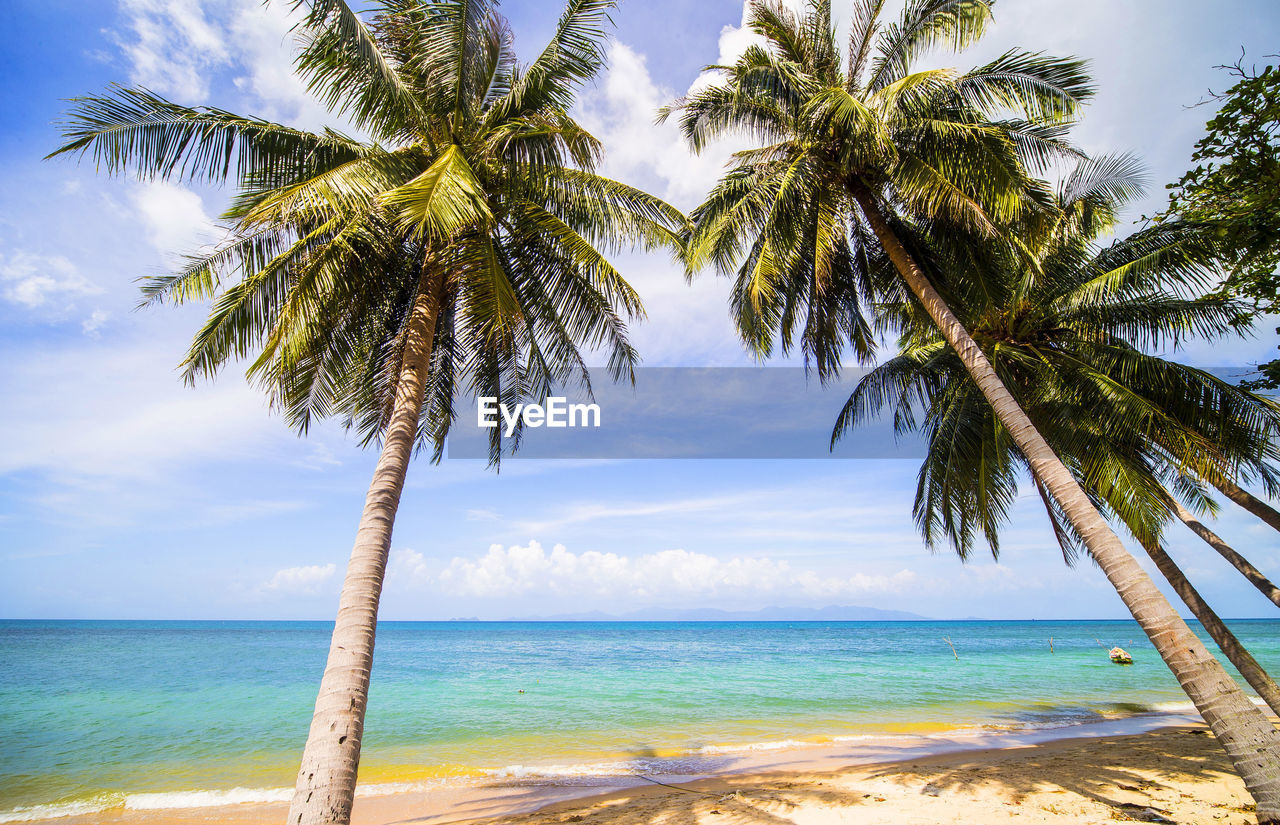 Palm trees on beach against sky