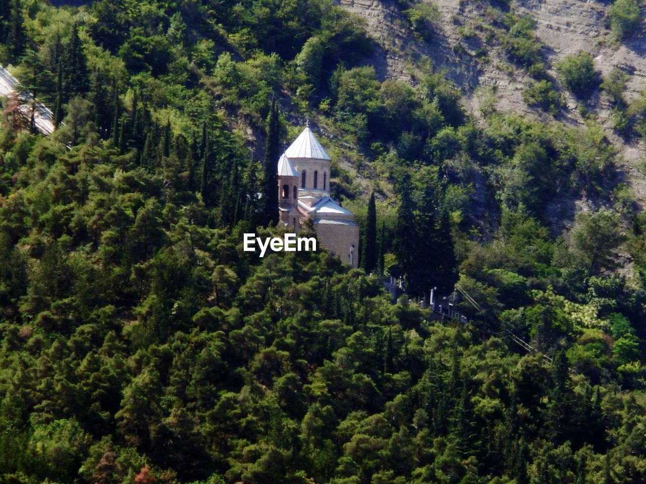 VIEW OF TREES IN FOREST