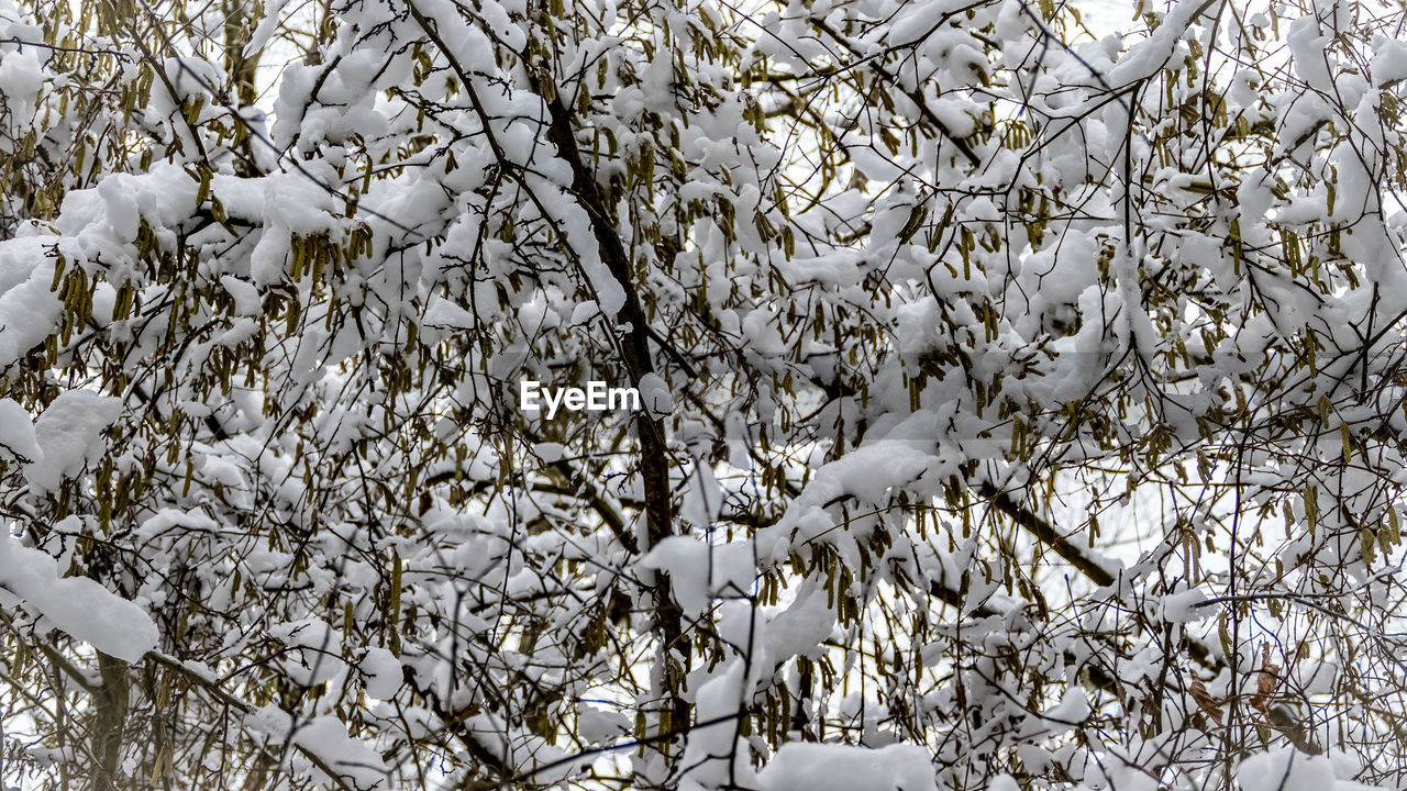 FULL FRAME SHOT OF TREE BRANCHES