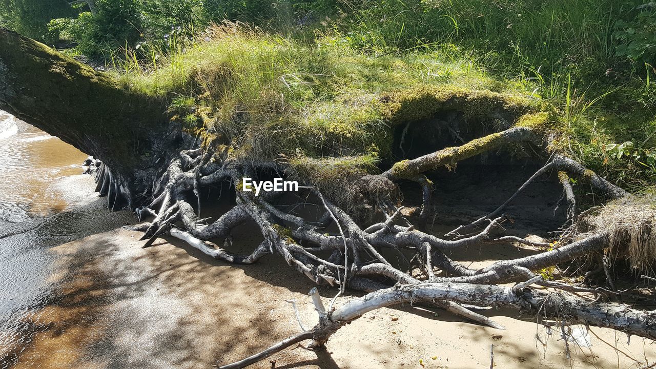 Close-up of tree branch in water