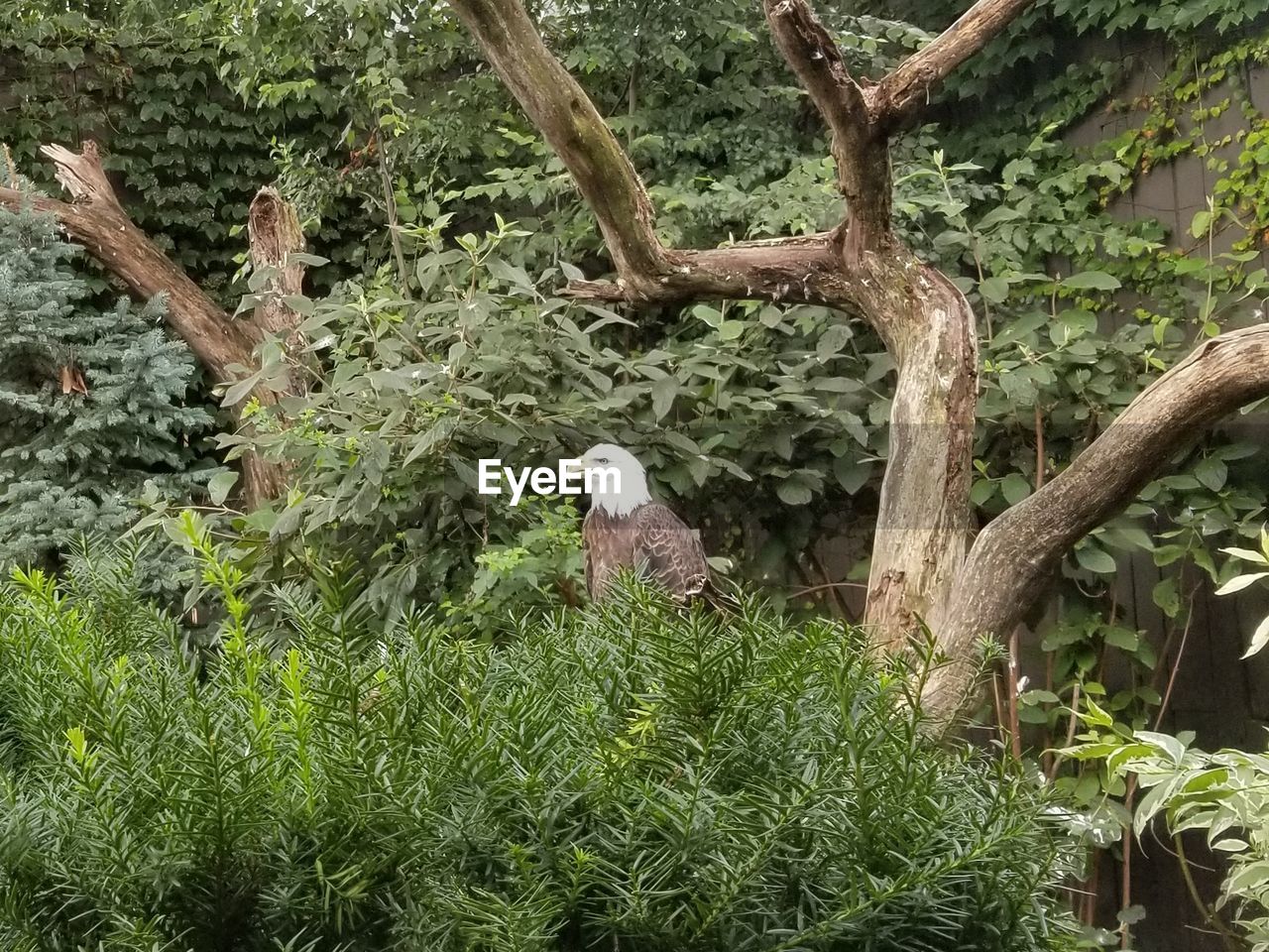 BIRD PERCHING ON TREE TRUNK