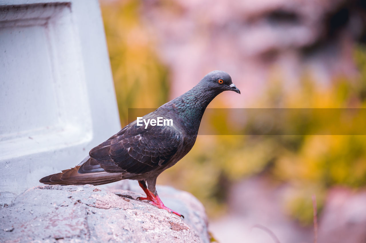 CLOSE-UP OF PIGEON